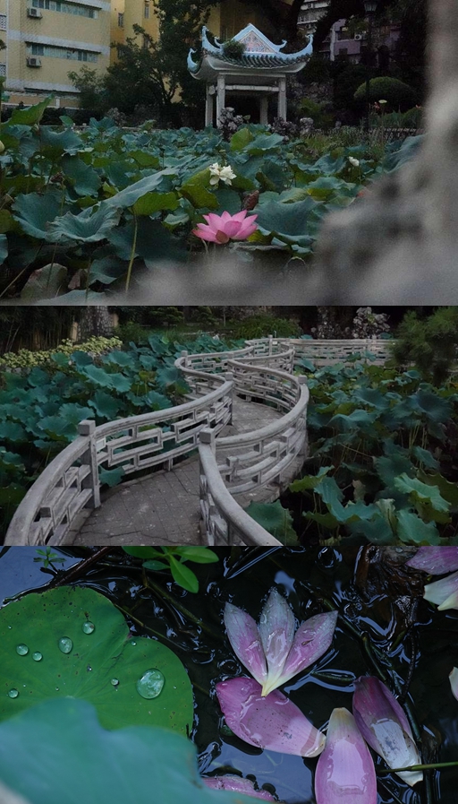 盧廉若公園。人民網(wǎng) 唐佳 攝