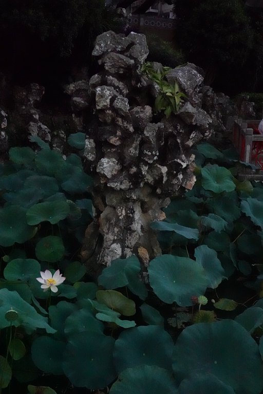 盧廉若公園的假山石。人民網(wǎng) 唐佳 攝